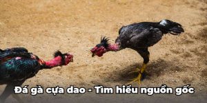 Đá Gà Cựa Dao