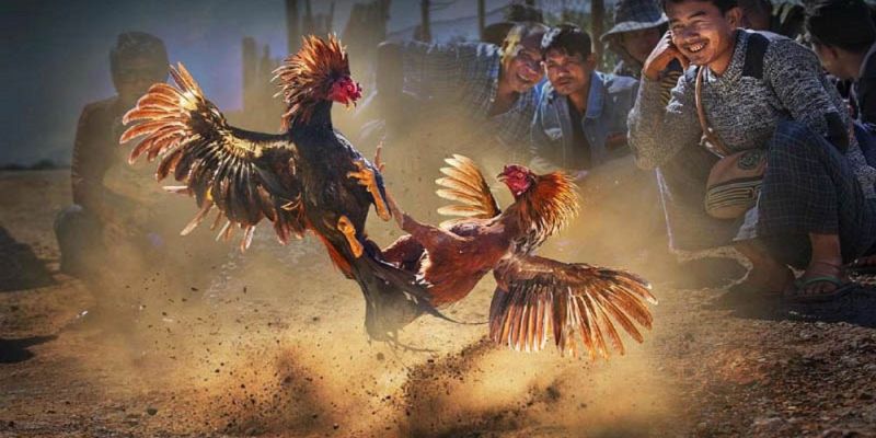 Khám phá đôi nét về đá gà cựa sắt one88