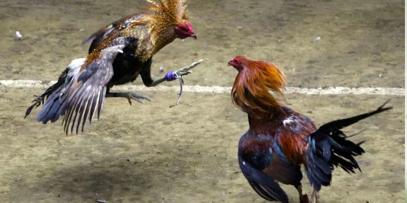 Các hình thức cược đá gà one88 đa dạng lựa chọn