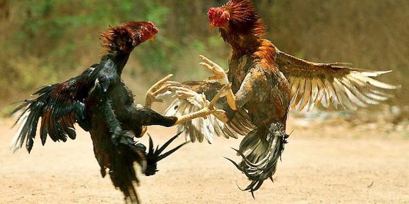 Hướng dẫn cá cược đá gà one88 chi tiết nhất!