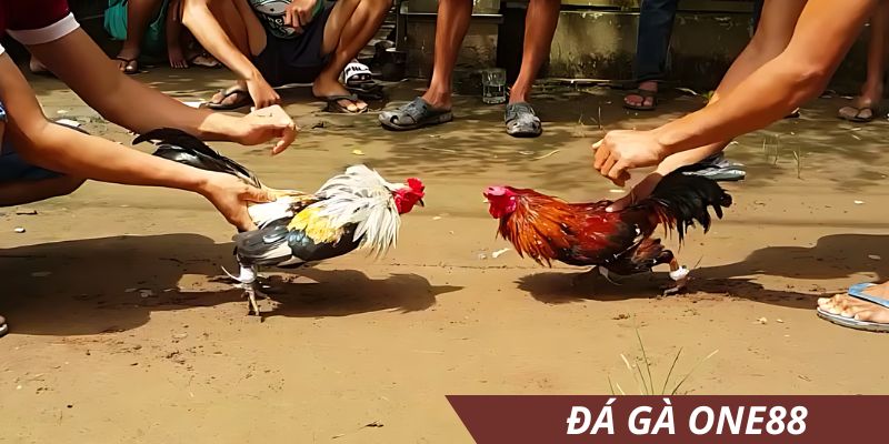 Luật chơi đá gà one88 cam kết công bằng, uy tín