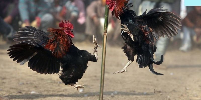 Thành viên chơi đá gà one88 nắm được quy trình